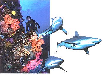 Fiji Soft Coral Reef