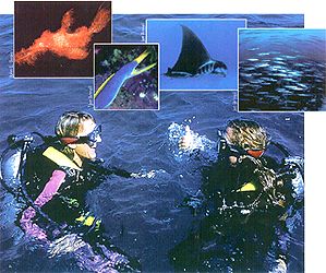 SCUBA Divers, Blue Ribbon Eel, Manta Ray, Fish