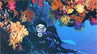 Diver on Fiji's Soft Coral Reef