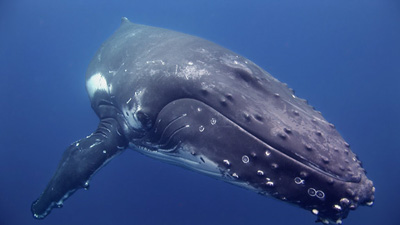 whale