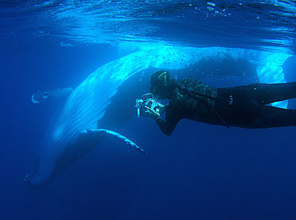whale diver