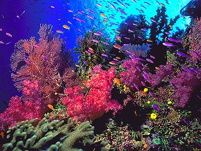 Anxious Anthias