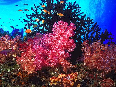 Dendronephthya Passion