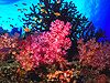Dendronephthya Bouquet