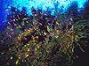 Confetti