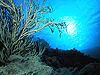 Moon Shine