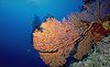 Sea Fan