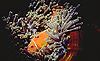 Anemone Clownfish