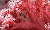 Soft Coral