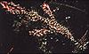 Ghost Pipefish