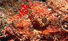 Scorpionfish