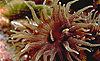 Anemone