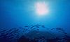 Reef Fish