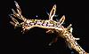 Nudibranch