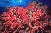 The Firing Reef