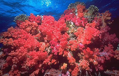 The Firing Reef