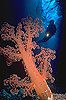 The Light Tree