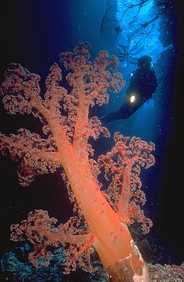 The Light Tree