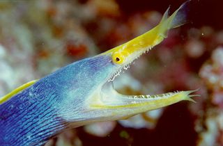 Blue Ribbon Eel