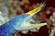Blue Ribbon Eel
