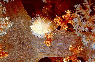 Soft Coral