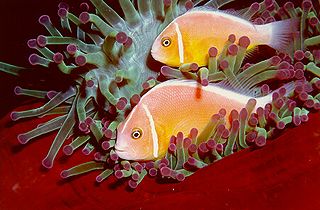 Anemone Clownfish