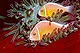 Anemone Clownfish