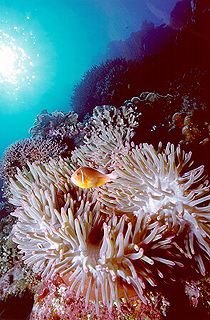 Anemone and Clownfish
