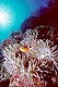 Anemone and Clownfish