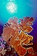 Sea Fan