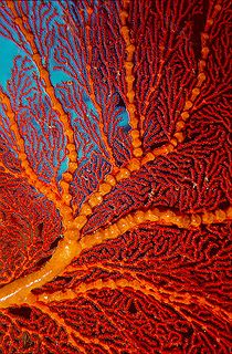 Sea Fan