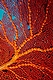 Sea Fan