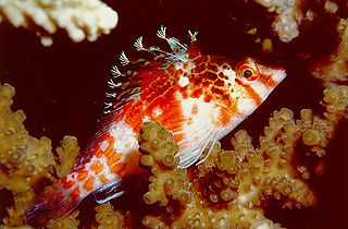 Reef Fish