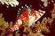 Reef fish