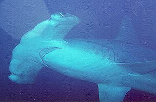 Hammerhead Shark