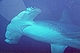 Hammerhead Shark