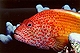 Hawkfish