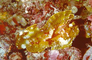 Leafy Scorpionfish