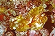 Leafy Scorpionfish