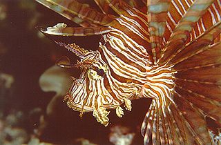 Lionfish