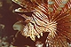 Lionfish