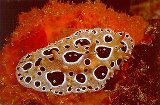 Nudibranch