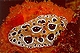 Nudibranch