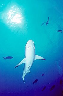 Curious Shark