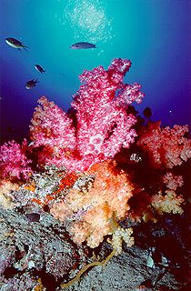Soft Coral