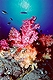 Soft Coral