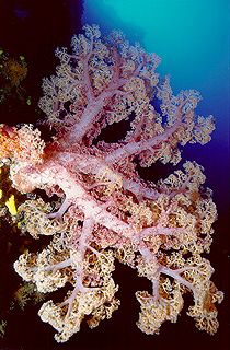 Soft Coral Bouquet