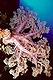 Soft Coral