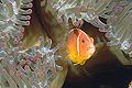 Anemone Fish