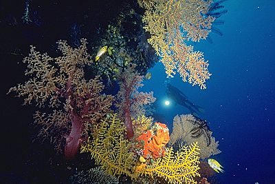 Fiji Soft Coral